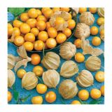 ZELENJAVNA SADIKA DOBRO & ZDRAVO ANDSKA KOSMULJA