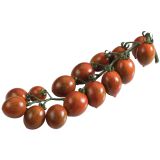 PLODOVKE DOBRO & ZDRAVO CEPLJEN PARADIŽNIK COOKIE F1