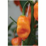 PLODOVKE DOBRO & ZDRAVO ČILI ORANGE FIRE