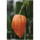 VRTNINA DOBRO & ZDRAVO ČILI S'PINK POWER