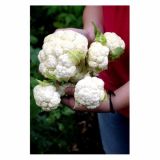 VRTNINA DOBRO & ZDRAVO CVETAČA MULTI HEAD F1