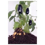 VRTNINA DOBRO & ZDRAVO JAJČEVEC CEPLJEN NA KROMPIR