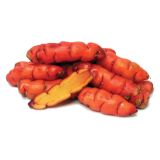 VRTNINA DOBRO & ZDRAVO OCA OXALIS TUBEROSUM