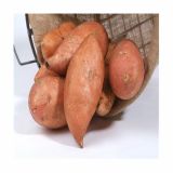 ZELENJAVNA SADIKA DOBRO & ZDRAVO SLADEK KROMPIR