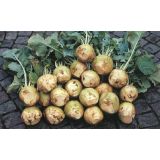 VRTNINA SADIKE KOLERABA 9 KOS