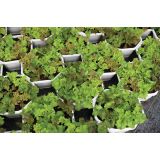 LISTNA ZELENJAVA MEŠANICA SOLAT