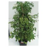 PLODOVKE PARADIŽNIK MIX 27 CM S PLODOVI