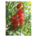 PLODOVKE PARADIŽNIK MIX 27 CM S PLODOVI