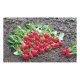 VRTNINA SADIKE REDKVICE 9 KOS