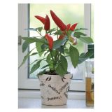 PLODOVKE VOLMARY BANANA FEFERONI L10.5