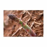 VRTNINA VOLMARY BELI ŠPARGELJ