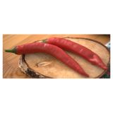 PLODOVKE VOLMARY CAPSICIM ANNUM 10.5 CM FIREFLAME F1