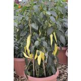 PLODOVKE VOLMARY CAPSICIM ANNUM 10.5 CM PINOKKIO F1