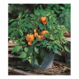 PLODOVKE VOLMARY CAPSICUM ANNUM MOHAWK 13 CM