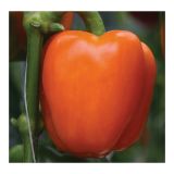 PLODOVKE VOLMARY CAPSICUM ANNUUM BELUGA ORANGE