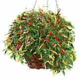 PLODOVKE VOLMARY CAPSICUM ANNUUM VOLANTE HOT RED