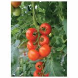 PLODOVKE VOLMARY CEPLJEN PARADIŽNIK PHILONA F1 12 CM