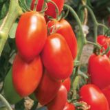 PLODOVKE VOLMARY CEPLJEN PARADIŽNIK RED