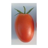 PLODOVKE VOLMARY CEPLJEN PARADIŽNIK RED