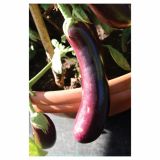 PLODOVKE VOLMARY CEPLJENE MELANCANE FASELIS F1 LONEC 12 CM