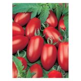 PLODOVKE VOLMARY CEPLJENI PARADIŽNIK CAPRESE F1 LONEC 12 CM