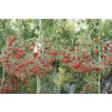 PLODOVKE VOLMARY CEPLJENI PARADIŽNIK TOMBERRY RDEČ