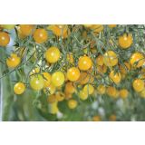 PLODOVKE VOLMARY CEPLJENI PARADIŽNIK TOMBERRY RUMEN