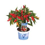 PLODOVKE VOLMARY ČILI TEXANA HOT BURITO