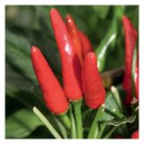 PLODOVKE VOLMARY FEFERONI L10.5