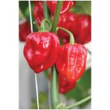 PLODOVKE VOLMARY HABANERO ČILI CALITA RED