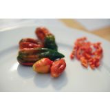 PLODOVKE VOLMARY INDIJSKI ČILI L10.5