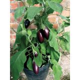 PLODOVKE VOLMARY JAJČEVEC DIAMOND PURPLE