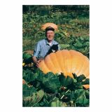 PLODOVKE VOLMARY JUMBO BUČA DILLS ATLANTIC GIANT