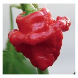 PLODOVKE VOLMARY KARIBSKI ČILI L10.5