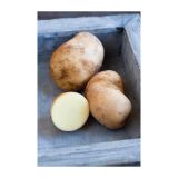 VRTNINA VOLMARY KROMPIR