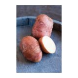 VRTNINA VOLMARY KROMPIR