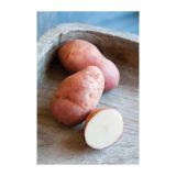 VRTNINA VOLMARY KROMPIR