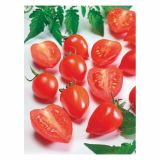 PLODOVKE VOLMARY LYCOPERSICON LICOPERSICUM EVITA