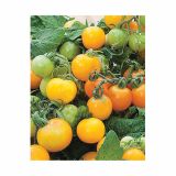 PLODOVKE VOLMARY LYCOPERSICON LICOPERSICUM PRIMAGOLD