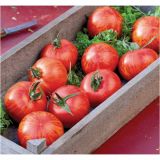 PLODOVKE VOLMARY OGNJEN PROGAST PARADIŽNIK TIROUGE F1