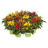 PLODOVKE VOLMARY OGNJENA PAPRIKA DALLAS MIX