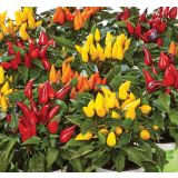 PLODOVKE VOLMARY OGNJENA PAPRIKA DALLAS MIX