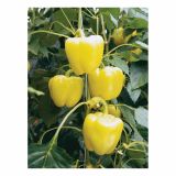 PLODOVKE VOLMARY PAPRIKA BELLADONNA F1 CAPSICUM ANNUM 10.5 CM