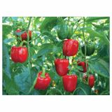 PLODOVKE VOLMARY PAPRIKA BONTEMPI F1 CAPSICUM ANNUM 10.5 CM