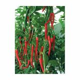 PLODOVKE VOLMARY PAPRIKA FIREFLAME L13