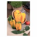 PLODOVKE VOLMARY PAPRIKA MARIBEL F1 12 CM