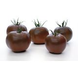 PLODOVKE VOLMARY PARADIŽNIK KAKAO F1 12 CM