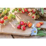 PLODOVKE VOLMARY PARADIŽNIK LIČI STARBENAS