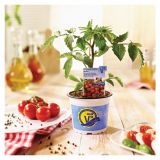 PLODOVKE VOLMARY PARADIŽNIK PICOLINO 12 CM