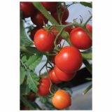 PLODOVKE VOLMARY PARADIŽNIK PICOLINO 12 CM